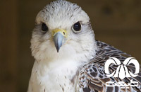 گونه بالابان Saker Falcon